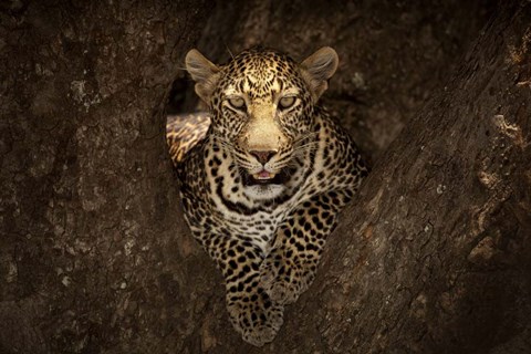Framed Leopard Resting On A Tree At Masai Mara Print