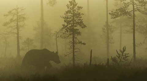 Framed Morning Fog Print