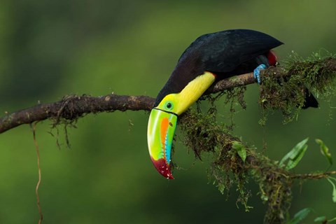 Framed Colors Of Costa Rica Print