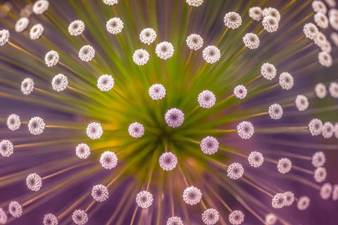 Framed Colours Print