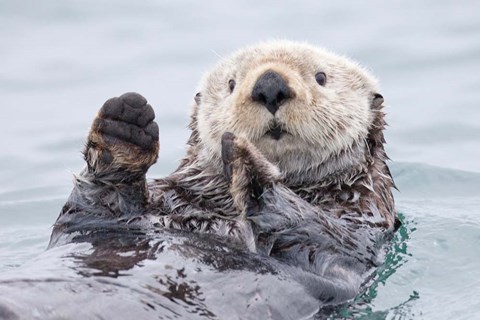 Framed Yesterday I Caught A Fish This Big! - Otter, Alaska Print