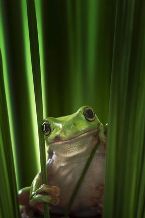 Framed Green Frog Print