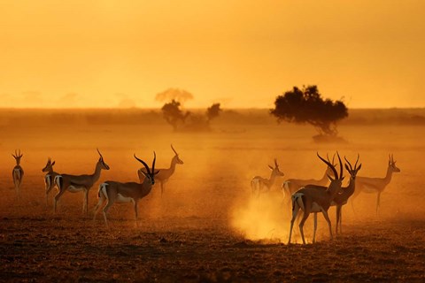 Framed Sentinels Print