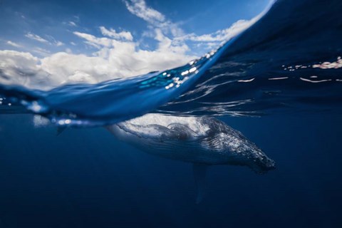 Framed Humpback Whale And The Sky Print