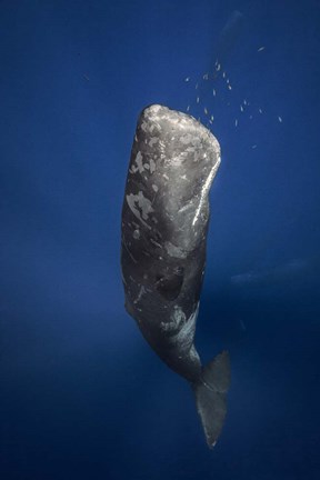 Framed Candle Sperm Whale Print