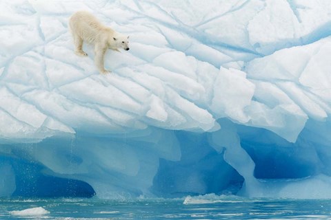 Framed Polar Bear Print