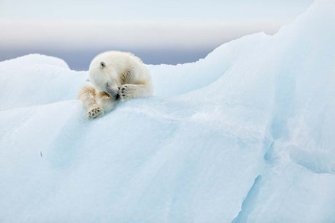 Framed Polar Bear Grooming Print