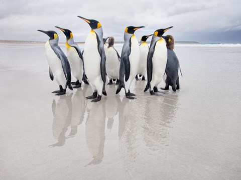 Framed Bodyguard Print