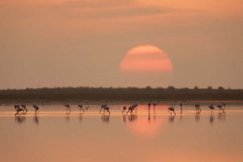 Framed Flamingos At Sunrise Print