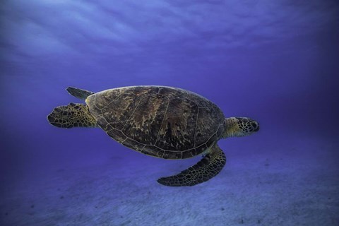 Framed Green Turtle In The Blue Print