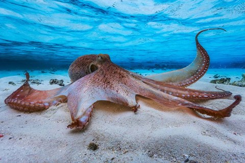 Framed Octopus Print