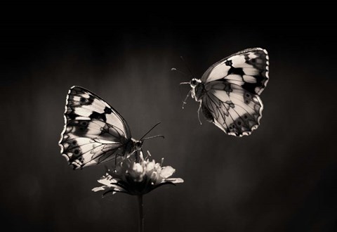 Framed Medioluto Nortea A Print