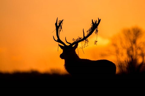 Framed Red Deer Stag Silhouette Print