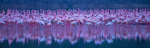 Framed Flamingos Print