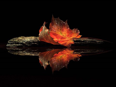 Framed Autumn Colors Print