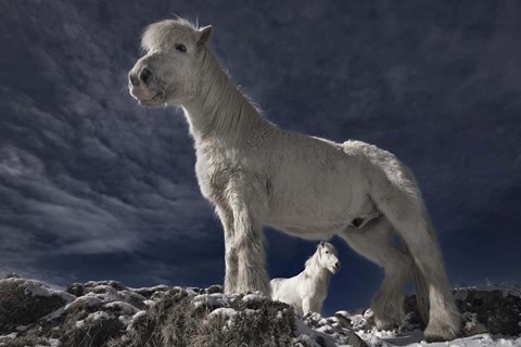 Framed Partners II Print