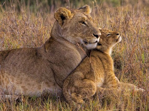 Framed Baby Lion With Mother Print