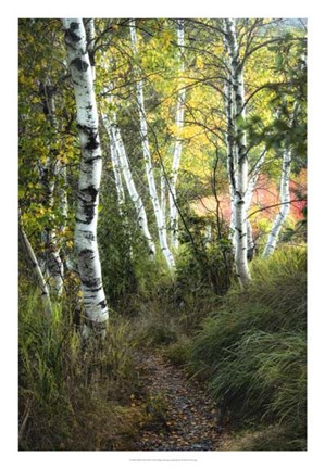 Framed Birch Path III Print