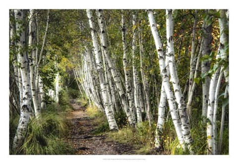 Framed Walk Through the Birch Trees Print