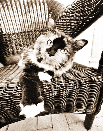 Framed Kitty IV Print