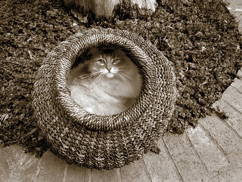 Framed Cat in a Basket Print