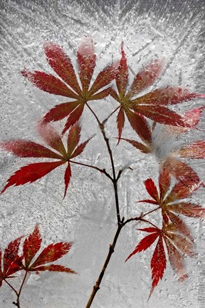 Framed Red Maple Print