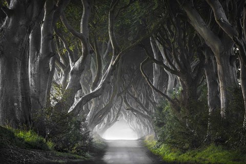 Framed Dark Hedges Print