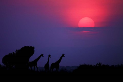 Framed Sunrise In Uganda Print