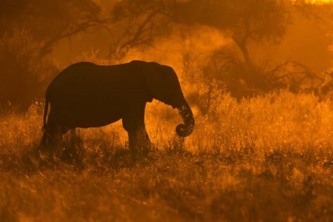 Framed Golden Elephant In Savute Print