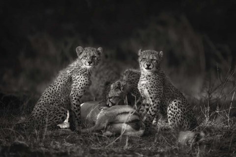 Framed Cheetah Cubs Print