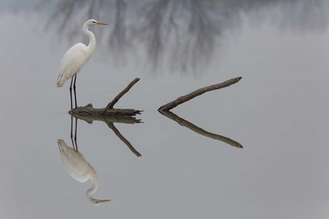 Framed Reflections Print