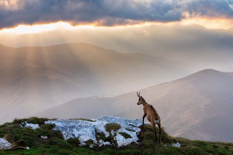 Framed Chamois In Piatra Craiului Romania Print