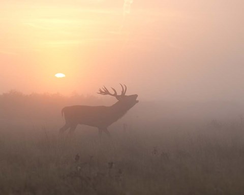 Framed Misty Morning Stag Print