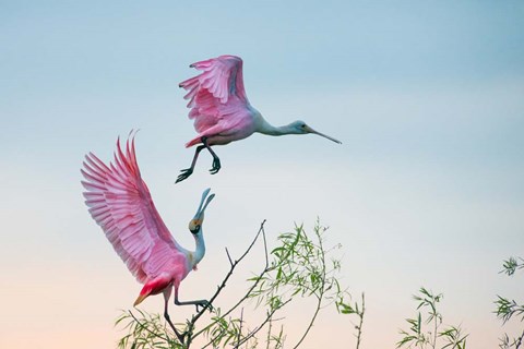 Framed Rosy Pair (Roseate Spoonbills) Print