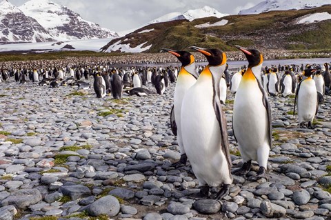 Framed Penguins Of Salisbury Plain Print