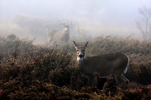 Framed White-Tailed Deer Print