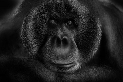 Framed Maurice Print