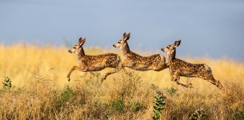 Framed Tripple Jump Print
