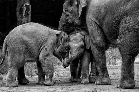 Framed Friends Forever Print