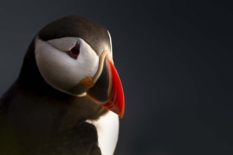 Framed Puffin Portrait Print