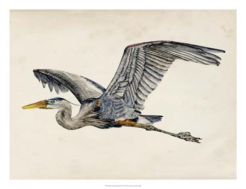 Framed Blue Heron Rendering III Print