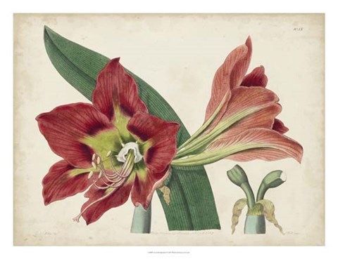 Framed Amaryllis Splendor I Print