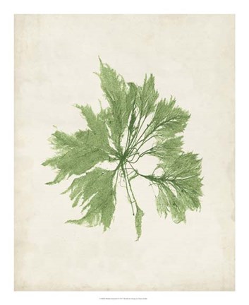 Framed Peridot Seaweed I Print