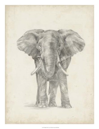 Framed Elephant Sketch II Print