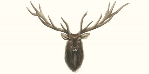 Framed Elk Bust Print
