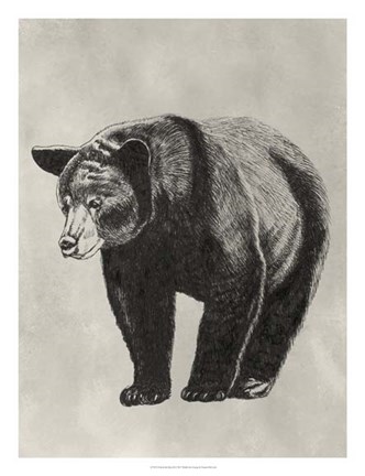 Framed Pen &amp; Ink Bear II Print