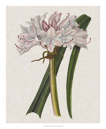 Framed Crinium Lily I Print