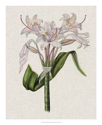 Framed Crinium Lily II Print