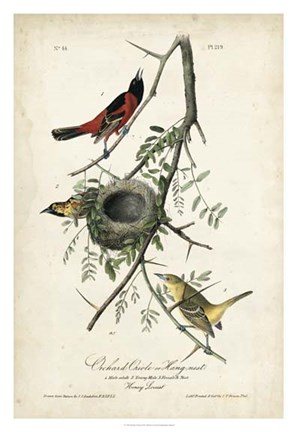 Framed Orchard Orioles Print