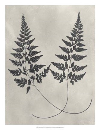 Framed Vintage Fern Study I Print